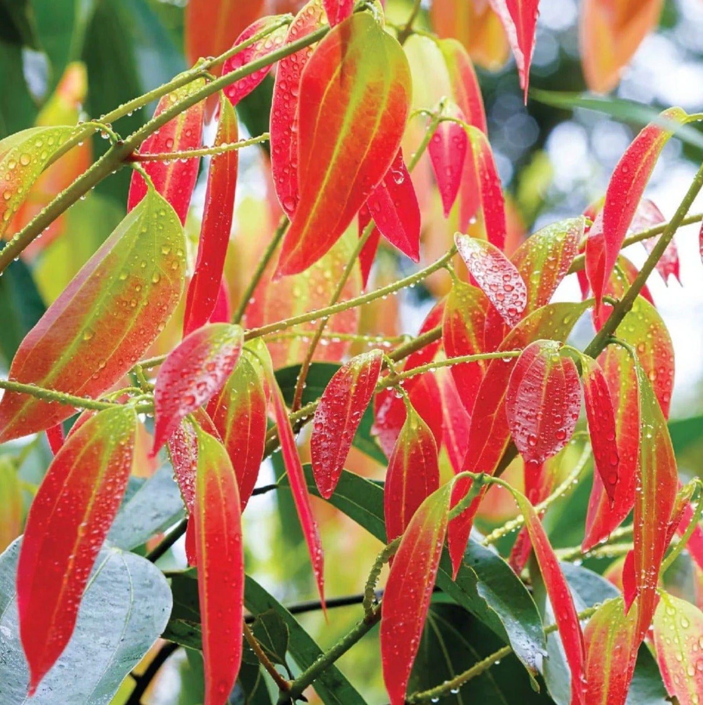 Cinnamon Leaf Oil – Spicy Clove-Like Essential Oil for Fragrance & Incense