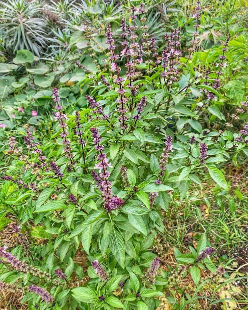 Basil Oil – Fresh Herbal Spicy Essential Oil for Perfumery & Aromatherapy (Alternate View)